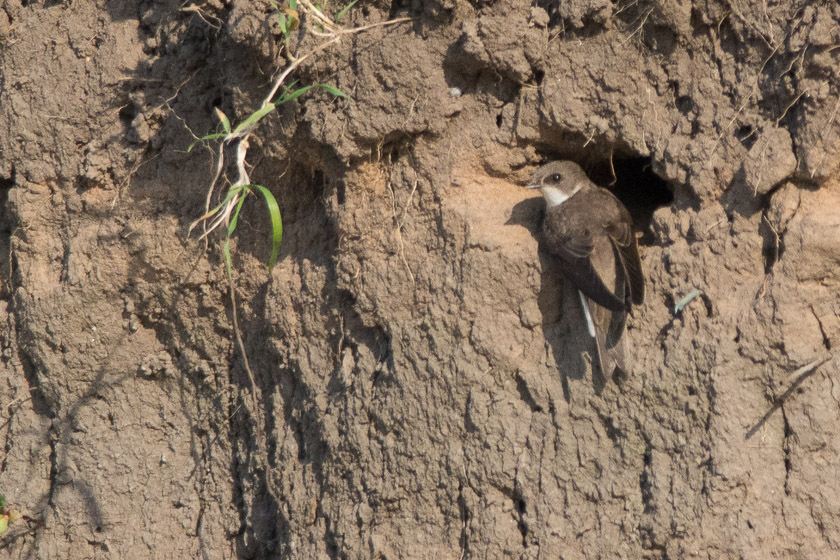 Sand Martin perched on the edge of a nesting hole.