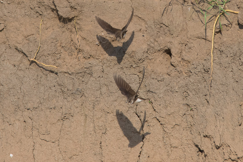 An uninvited guest being chased away