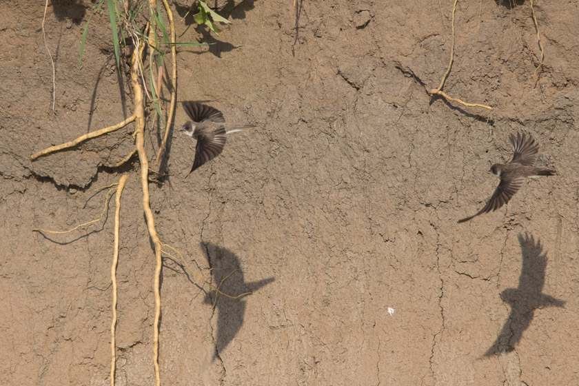 Sand Martins and shadows