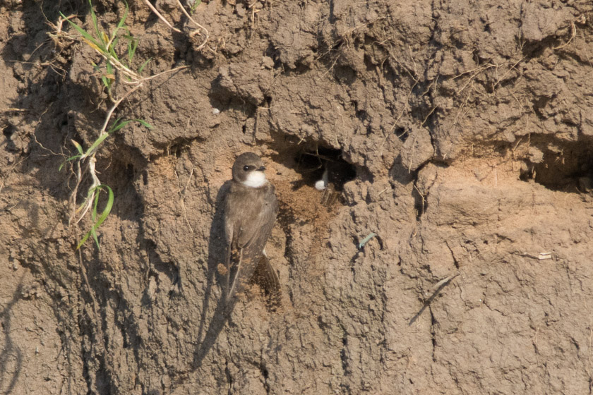 Sand Martin excavating a nesting hole 