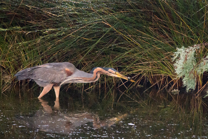 Purple Heron with Eel wrapped around its bill