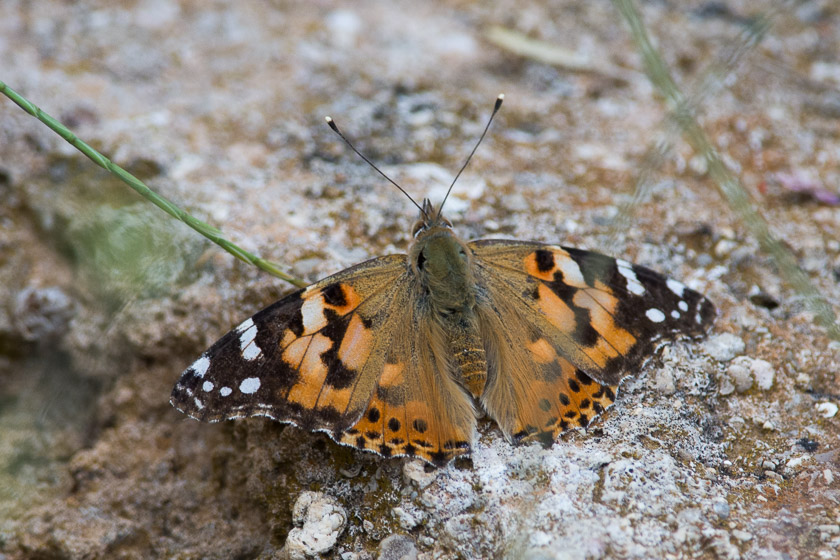 Painted Lady basking in the early morning sunshine.