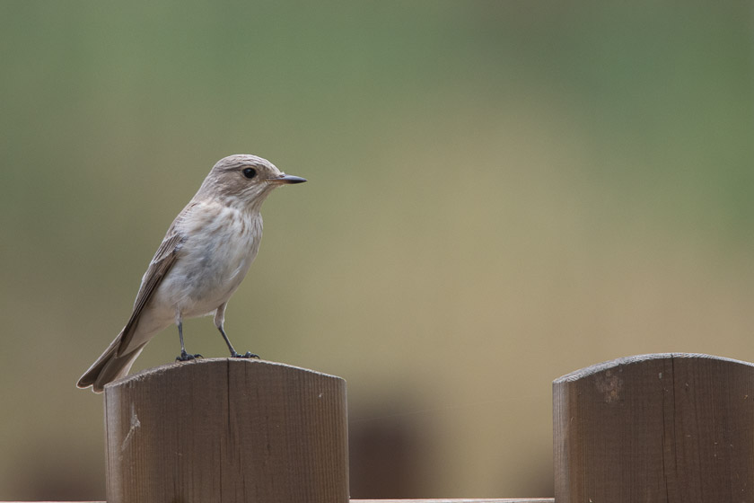 Spotted Flycatcher on fencepost