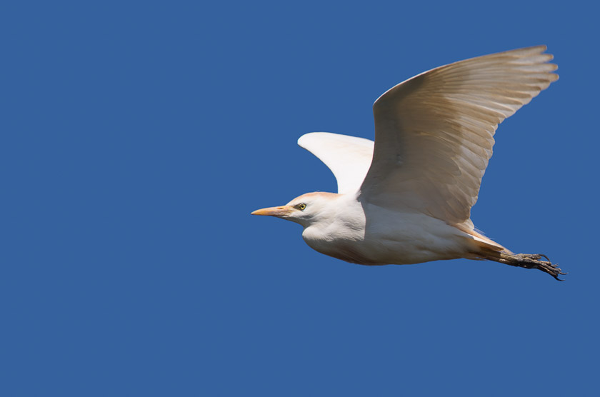 Cattle Egret in flight close to the visitor centre 
