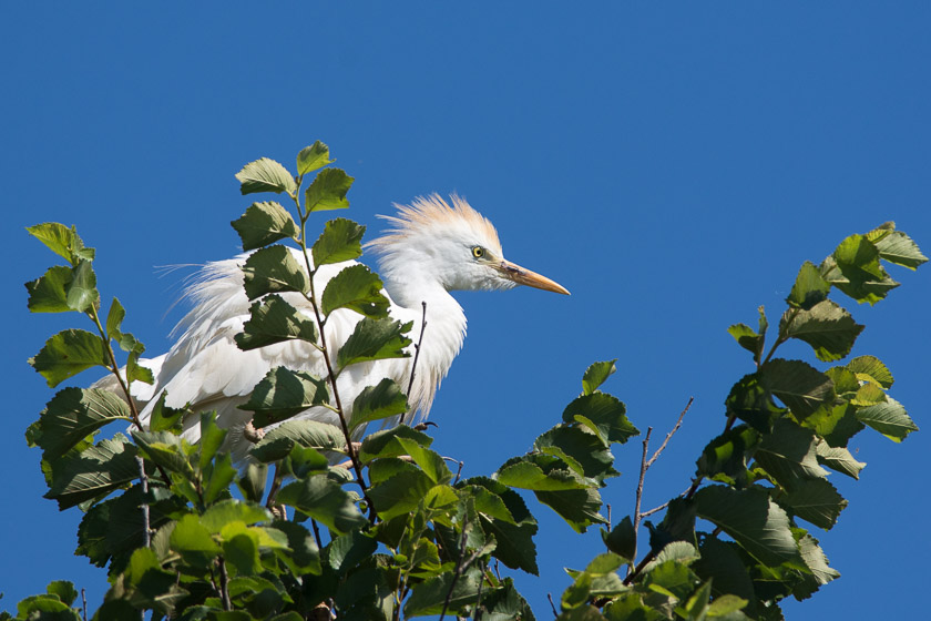 Cattle Egret perched in tree