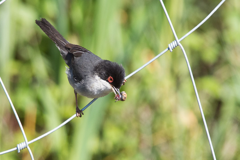 Male Sardinian Warbler carrying a spider back to the nest