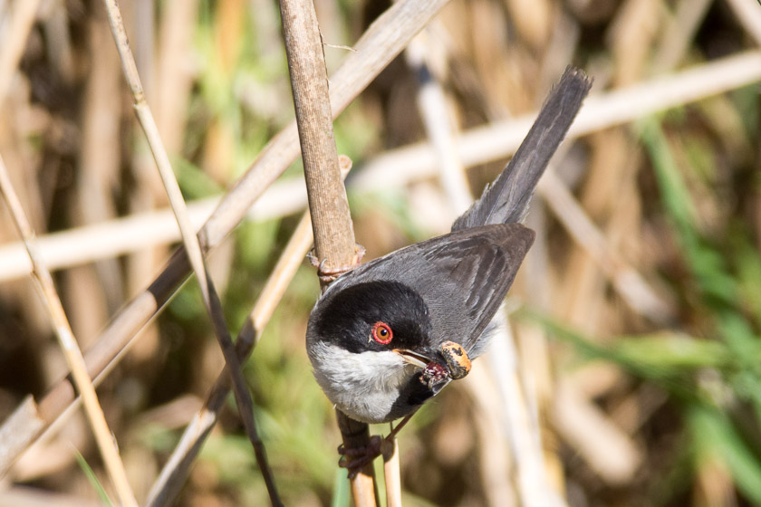 Male Sardinian Warbler carrying a spider back to the nest