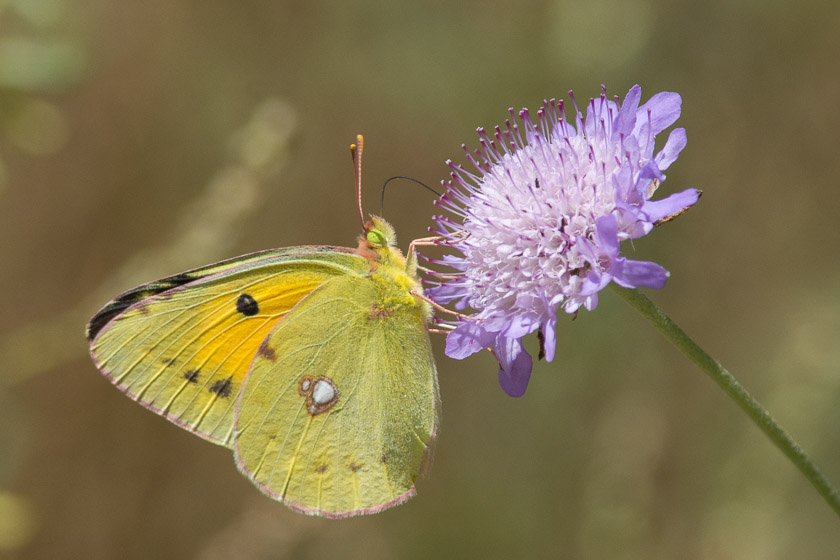 Clouded Yellow Butterfly nectaring on Sweet Scabious