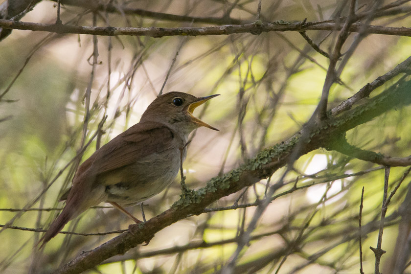 Nightingale in song