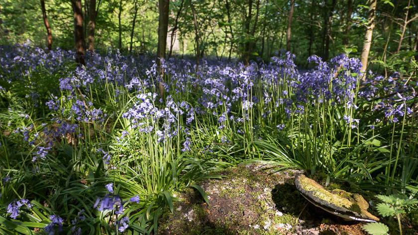 Woodland floor carpeted with Bluebells