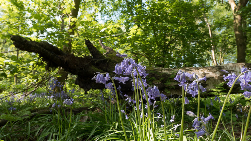Bluebells in an ancient woodland