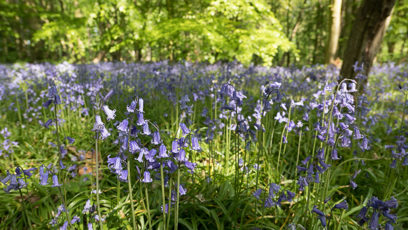 Bluebells in a shaft of sunlight