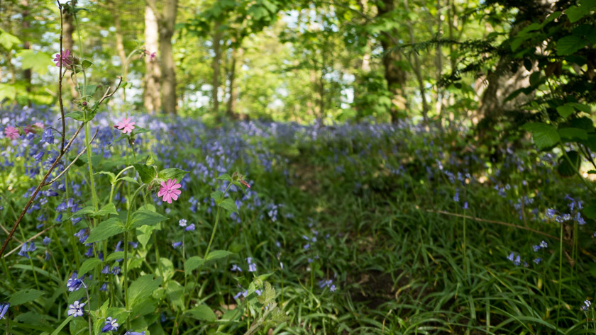 Badger trail leading through the woodland