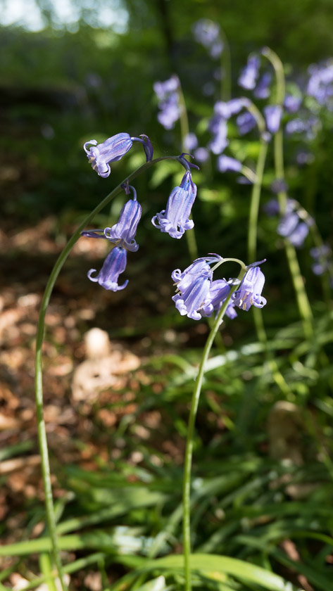Close-up of an English Bluebell