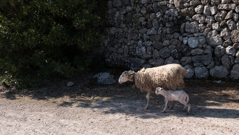 Ewe and lamb looking for a cool, shady spot at Mortixt