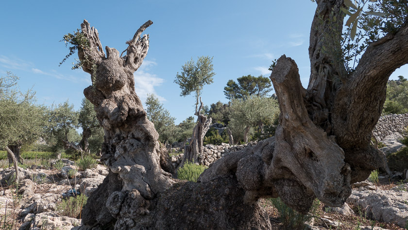 Ancient Olive Grove at Mortixt public estate