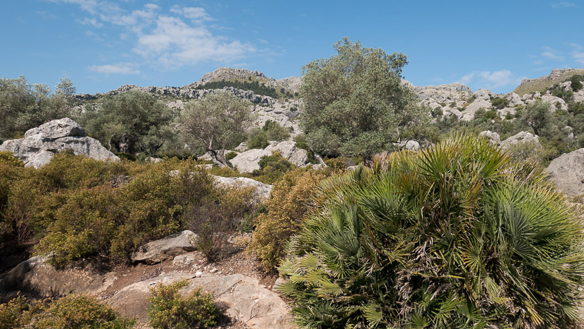 Fan Palms and Olives at Mortixt