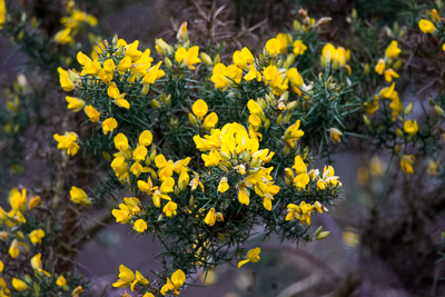 Gorse on the former Barlow Tip