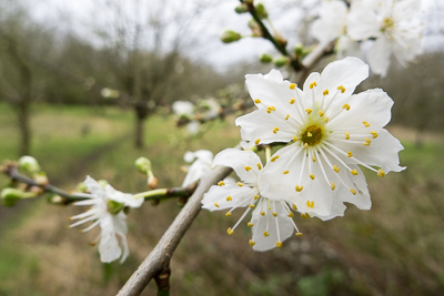 Blackthorn flowers in early February