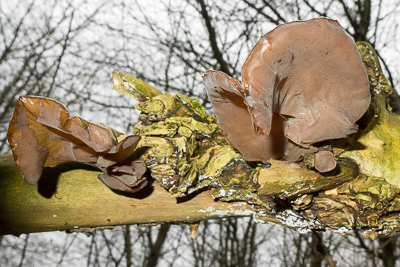 Jelly Ear fungus