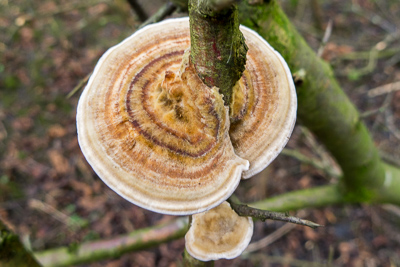 Turkeytail fungus