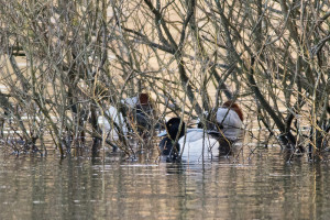 Male Scaup at Chorlton Water Park