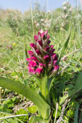 Early Marsh Orchid