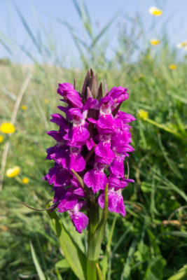 Hybrid Marsh Orchid