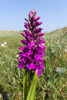 Northern Marsh Orchid