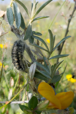 Larvae of White Satin Moth