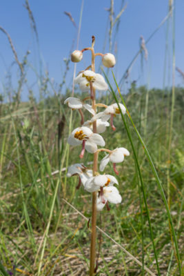 Round-leaved Wintergreen