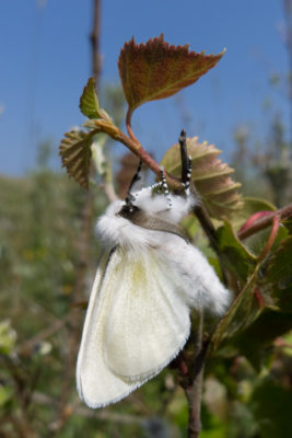 White Satin Moth