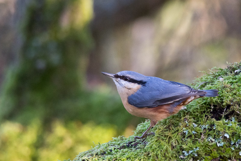 Nuthatch 