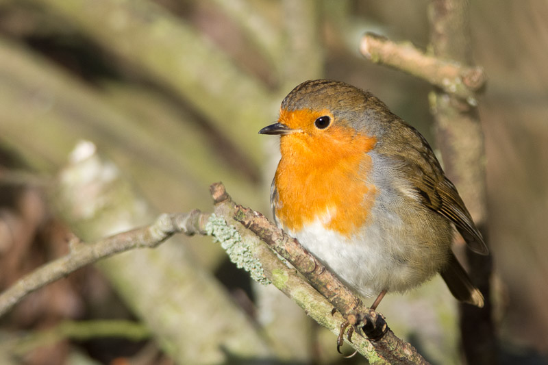 A Christmas cracker or perhaps next year's Christmas card