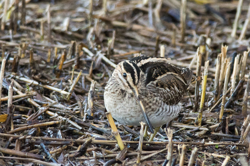 Common Snipe at the edge of the reedbeds