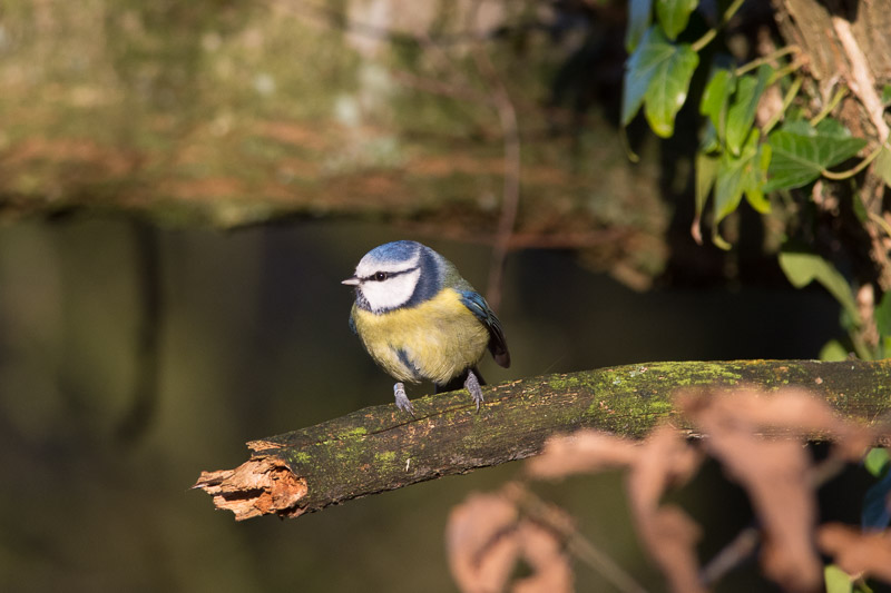 Blue Tit foraging amongst the Ivy