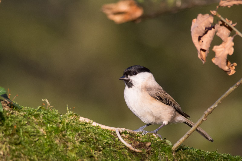 Marsh Tit on a moss covered branch at the RSPB Leighton Moss reserve.