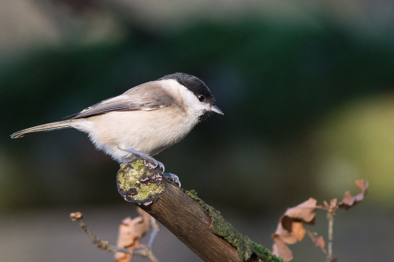 Marsh Tit at Leighton Moss