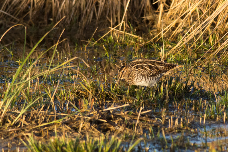 Common Snipe close to the Lower Hide