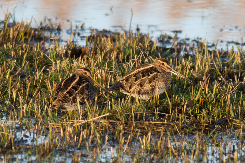 A pair of Snipe