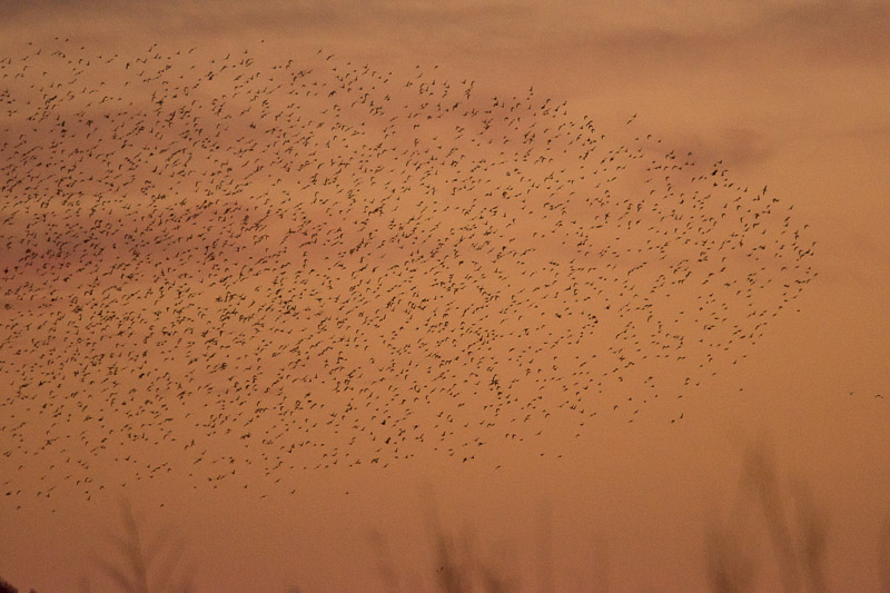 The beginnings of a murmuration 