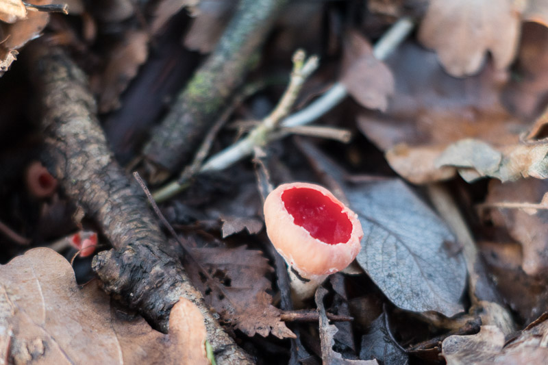 Scarlet Elfcup emerging from the woodland floor