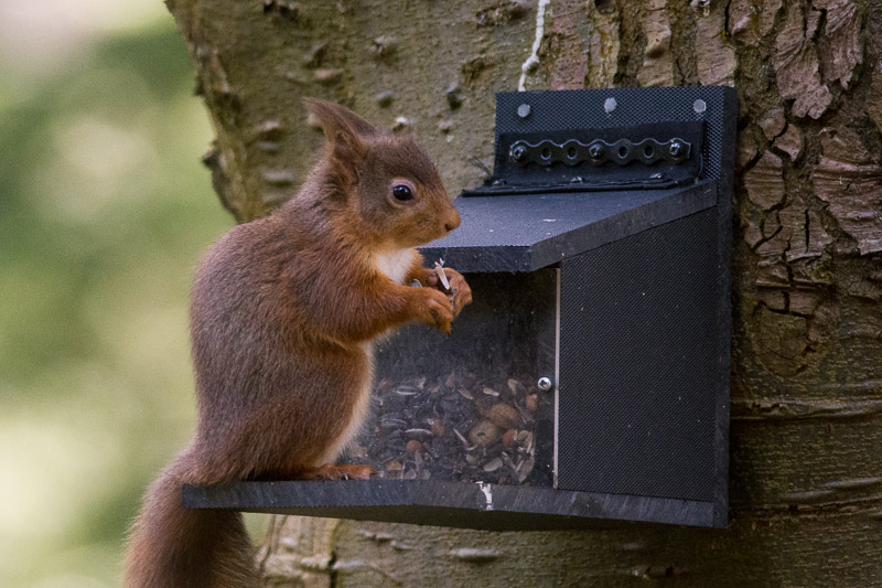 A Red Squirrel at one of the feeders.