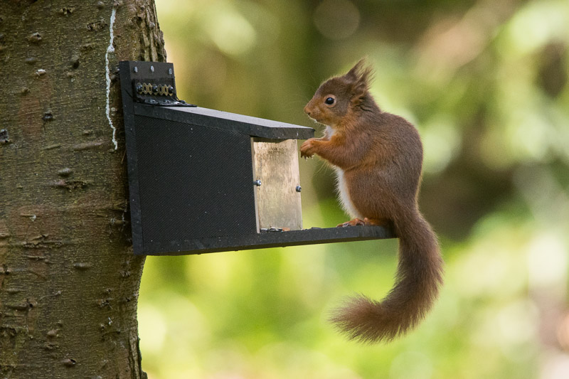 Another Red Squirrel on another feeder fixed as always to the shady side of the tree.