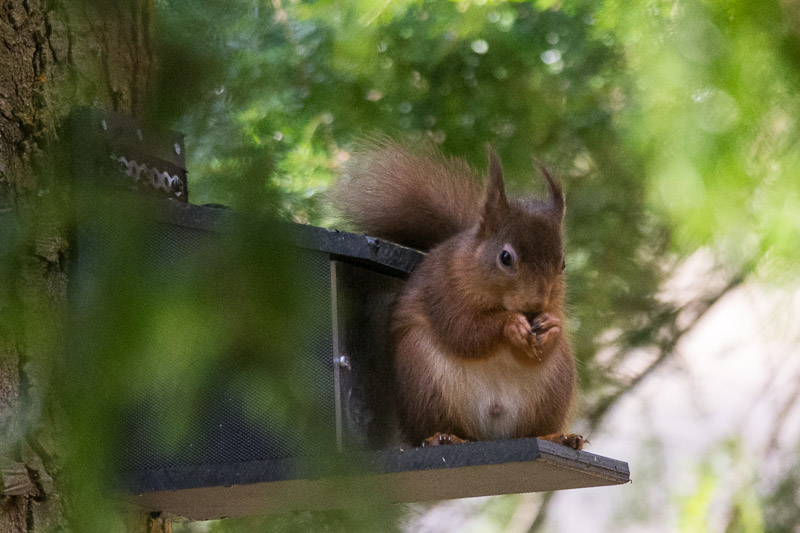 Expertly removing the shell to a sunflower seed.