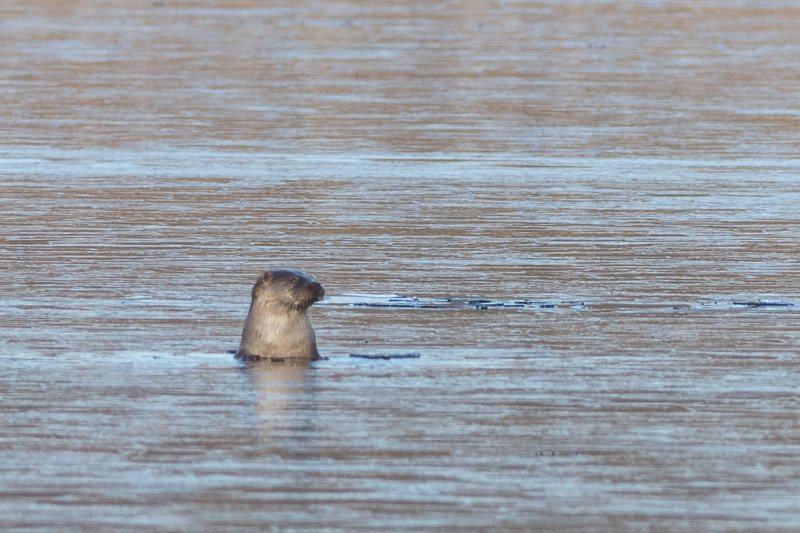 Female Otter fishing for Eels at Leighton Moss