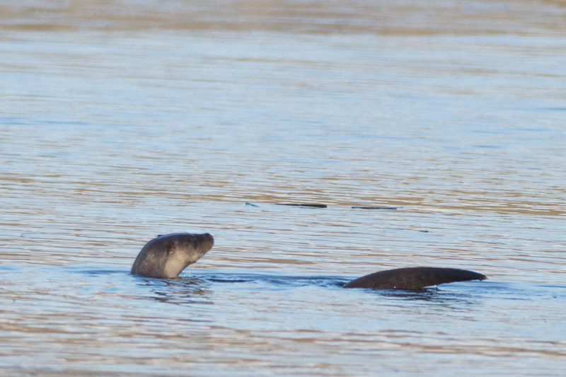 Sunbathing in the chilly waters of the Island Mere